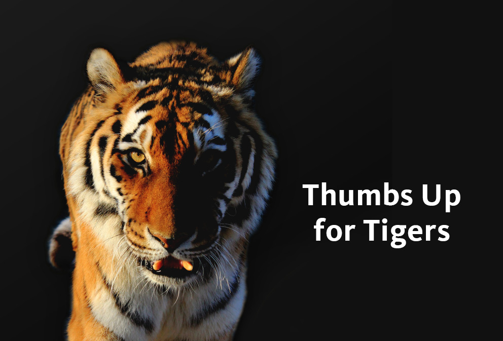 Global Tiger Day 29 July 2016